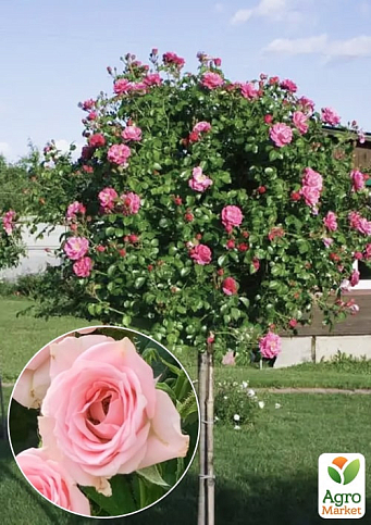 Троянда штамбова Спрей "Lydia" (саджанець класу АА+) вищий сорт