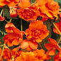 Бегония ампельная "Каскад оранжевая" 1 шт