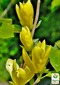 Магнолія прищеплена 4-х річна тюльпановидна "Magnolia Daphne" (висота 90-100см)1
