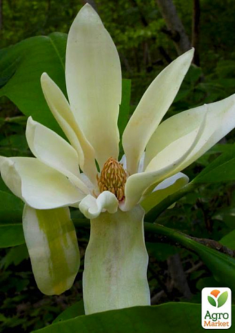 Магнолія трипилюсткова "Magnolia Tripetala" - фото 3