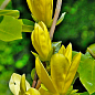 Магнолія прищеплена 4-х річна тюльпановидна "Magnolia Daphne" (висота 90-100см)