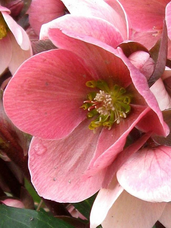 Морозник (Helleborus) "Pink Frost" - фото 2