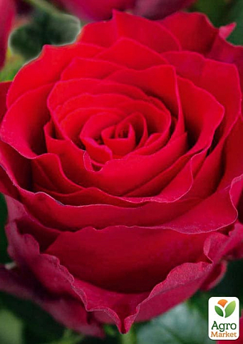 Роза чайно-гибридная "Родос" (саженец класса АА+) высший сорт