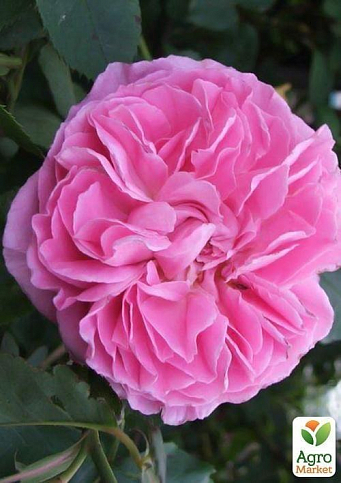 Троянда у контейнері англійська "Mary Rose" (саджанець класу АА+) - фото 3