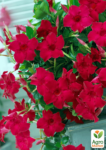 Дипладения 2-х летняя (Mandevilla) "Velvet Red" (высота 40-50см, подвесной вазон) - фото 3