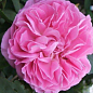 Роза в контейнере английская "Mary Rose" (саженец класса АА+) цена