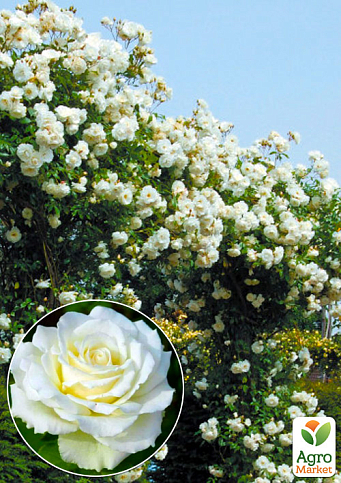 Эксклюзив! Роза английская плетистая белая "Танцующее облако" (Dancing cloud) (саженец класса АА+, премиальный сорт, подходит для живой изгороди)