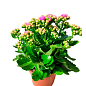 Каланхоэ Блоссфельда "Rose" (Kalanchoe Blossfeldiana) (Нидерланды)
