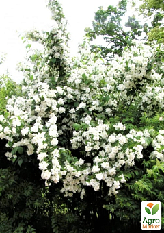 Жасмин гібридний садовий (чубушник) "Bouquet Blanc", С218