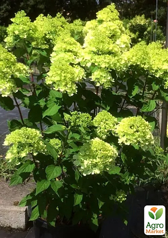 Гортензия метельчатая 2-х летняя "Mojito" высота саженца 20-30см - фото 2