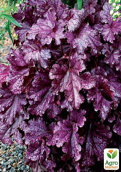 Гейхера (Heuchera) Grande "Ametyst"  1 саженец в упаковке