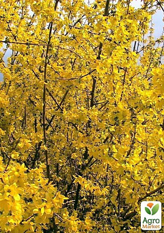 Форзиция европейская "Lynwood Gold" 7