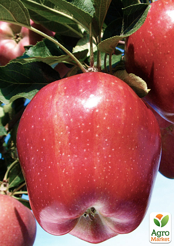 Яблоня "Старкрымсон" (зимний сорт, поздний срок созревания)