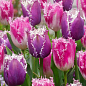 Тюльпан "Huis ten Bosch" 