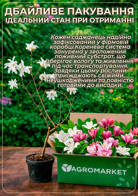 Магнолия 2-х летняя гибридная "Starburst" (высота 25-35см)