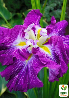 Ирис мечевидный японский (Iris ensata) "Persephone" 1