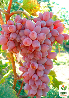 Виноград "Юліан" (дуже ранній термін дозрівання, тривалий період збереження ягід)1