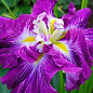Ірис мечоподібний японський (Iris ensata) "Persephone"
