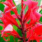 Канна "Красный Супергигант" 1шт в упаковке купить