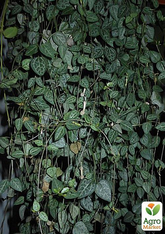 Церопегия вуда "Джунгли" (Ceropegia Woodii ssp.) дм 11 см выс. 30 см