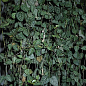 Церопегія вуда "Джунглі" (Ceropegia Woodii ssp.) Дм 11 см вис. 30 см