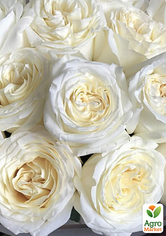 Троянда кущова "Вайт Піано" (WHITE PIANO) (саджанець класу АА +) вищий сорт7