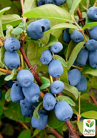 Жимолость 2х-летняя "Блю Треже" (средний срок созревания, высокоурожайный, ароматный сорт) С2 - фото 3
