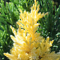 Можжевельник китайский "Stricta Variegata" вазон С1,5 высота 15-25см