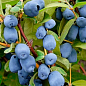 Жимолость 2х-летняя "Блю Треже" (средний срок созревания, высокоурожайный, ароматный сорт) С2 цена