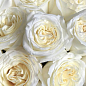 Роза кустовая "Вайт Пиано" (WHITE PIANO) (саженец класса АА+) высший сорт