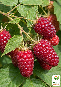 Ожиномалина "Boysenberry" 2-річна вкорінена в контейнері2