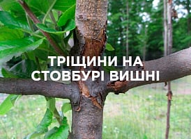 Тріщини на стовбурі вишні після зими: що робити | Agro-market