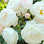 Троянда шрабова "Дездемона" (саджанець класу АА+) вищий сорт