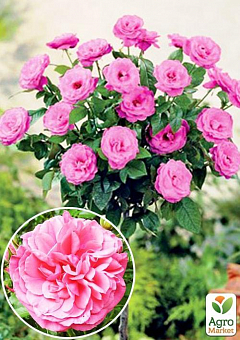 Роза штамбовая "Rosarium Vetersen" (саженец класса АА+) высший сорт2
