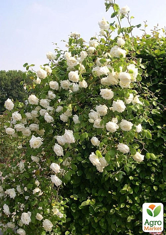 Троянда плетиста "Lemon Pillar" - фото 2