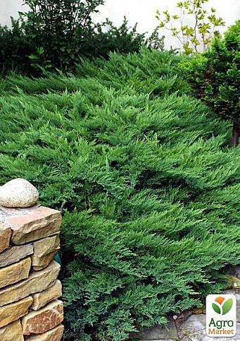 Ялівець козацький "Rockery Gem" контейнер Р9, висота 10-20см