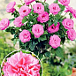 Роза штамбовая "Rosarium Vetersen" (саженец класса АА+) высший сорт
