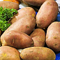 Насіннєвий среднепоздний картопля "Фабула" (на варіння, 1 репродукція) 3 кг