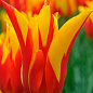 Тюльпан "Firework" (лілієцвітний)