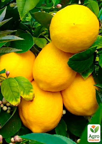 Лимон "Дженоа" (карликовый сорт) - фото 4