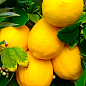 Лимон "Дженоа" (карликовий сорт)