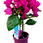 Бугенвиллия комнатная цветущая "Vera deep purple"