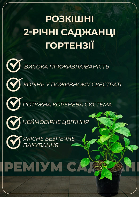 Гортензія крупнолиста 2-х річна "Alba" висота саджанця 25-45см