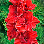 Гладиолус "Fire Cracker" 