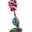 Орхідея (Phalaenopsis) "Leo" купить