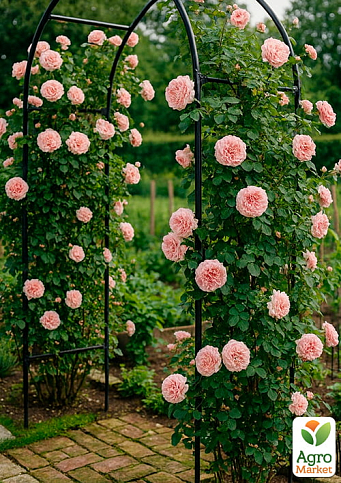 Роза плетистая "Пирует (Pirouette)" (саженец класса АА+) высший сорт - фото 4
