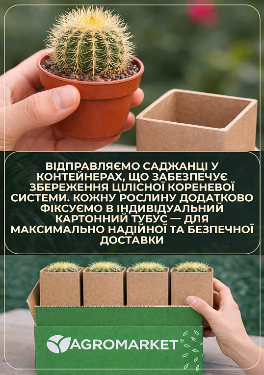 Кактус "Опунция" (Opuntia Rufida) (Нидерланды) - фото 3