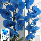 Орхидея (Phalaenopsis) "Cascade Blue"