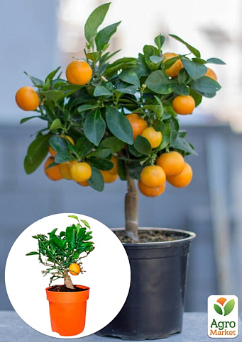 LMTD Клементин на штамбе с плодом 3-х летний "Oriana" (30-60см)
