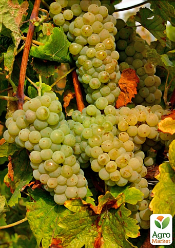 Виноград вегетирующий винный "Йоханитер"  - фото 4